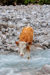 Holstein Friesian cattle crossing a creek on an alpine pasture. Eng valley, Austria