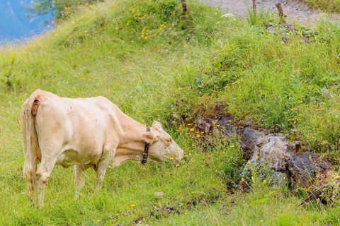 A Tyrolean Brown Swiss cow goes to a spring to drink. Eng Valley, Austria