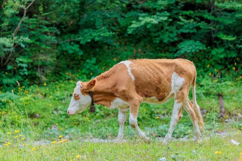 Holstein-Friesian cattle grazing on a mountain pasture in steep terrain. Eng Valley, Austria