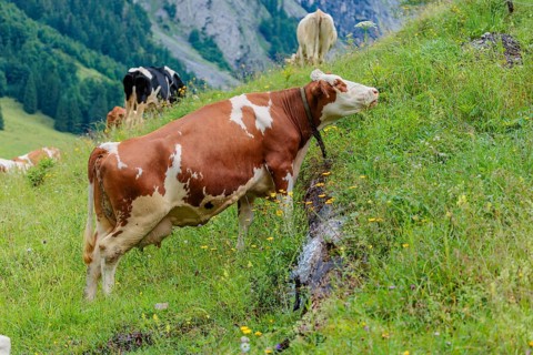 Mixed breeds of cattle grazing on a green mountain pasture in the Eng valley, Austria