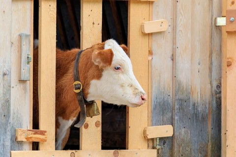 A Holstein-Friesian calf sticks its head through a wooden fence in the barn wall and looks out. Eng