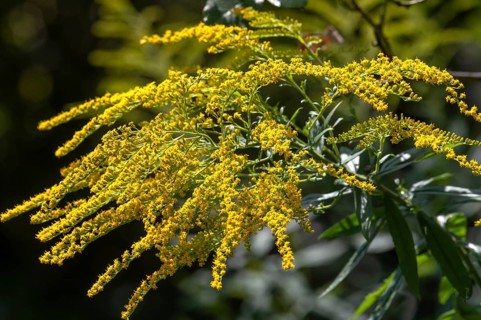 Blossoms of a goldenrod (Solidago), Bavaria, Germany