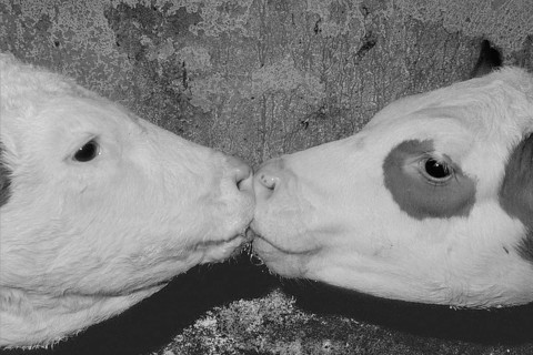 Two calves licking the milk from each other's snouts, black and white, Franconia, Bavaria, Germany