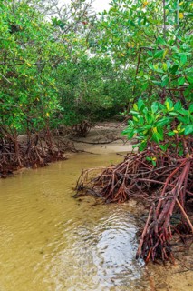 Entering the dense vegetation of the mangroves on Sargi beach in Serra Grande, Bahia, Brazil