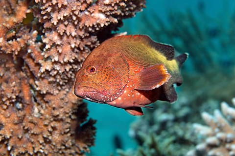 Mottled grouper (Cephalopholis hemistiktos) hiding among the corals, Red Sea, Hurghada, Egypt