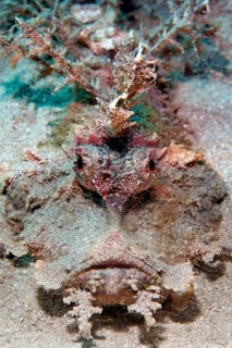 Portrait, Filamentous Devilfish (Inimicus filamentosus), on sandy bottom, Red Sea, Egypt