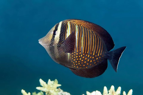 Desjardin's sailfin tang (Zebrasoma desjardinii) swimming over coral reef, Red Sea, Egypt