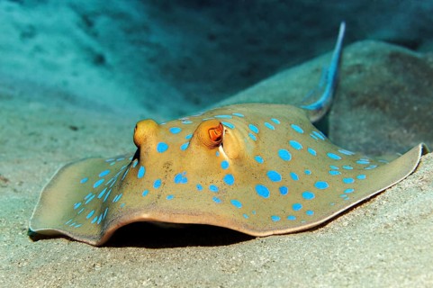 Blue spotted stingray (Taeniura lymma) from the front, lying on sandy bottom Red Sea, Hurghada,