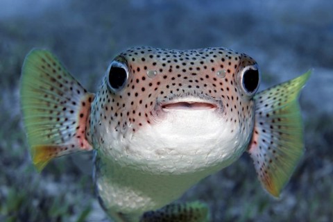 Portrait, Spot-fin porcupinefish (Diodon hystrix) swimming over coral reef, Sharm el Sheik, Egypt