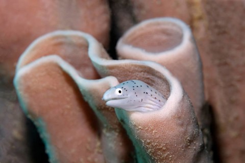 Geometric Moray (Gymnothorax griseus) looking out of a sponge, Red Sponge, Sharm el Sheik, Egypt