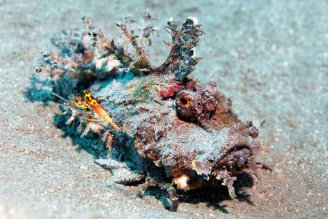 Filamentous devilfish (Inimicus filamentosus), on sandy bottom, Red Sea, Egypt