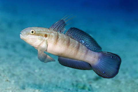 Butterfly goby, also known as green goby (Amblygobius albimaculatus), swims over sandy bottom, Red