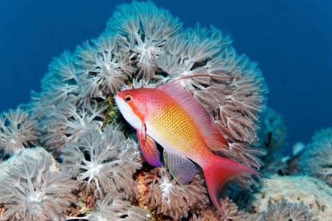 Jewelled flag perch (Pseudanthias squamipinnis), male, swimming in front of Xenia coral (Xenia sp