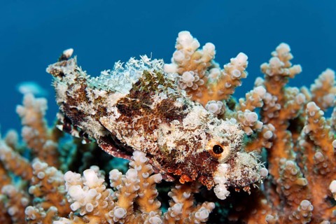 Juvenile Tassled Scorpionfish, (Scorpaenopsis barbata), juvenile, lurking well camouflaged in coral