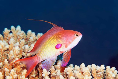 Jewelled flag perch (Pseudanthias squamipinnis), male, swimming over coral, Red Sea, Egypt