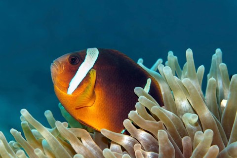 Red Sea anemonefish, (Amphiprion bicinctus), in its magnificent anemone, (Heterctis magnifica), Red