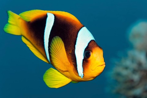 Red Sea Anemonefish, (Amphiprion bicinctus), swimming over coral reef, Red Sea, Egypt