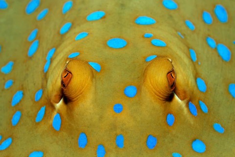 Portrait, Blue-spotted stingray (Taeniura lymma), Eyes, Red Sea, Hurghada, Egypt