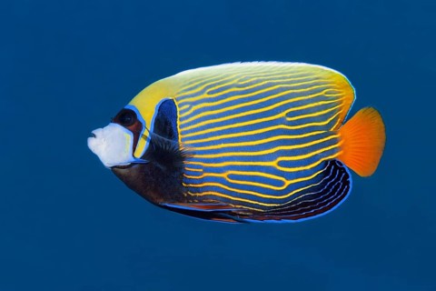 Emperor angelfish (Pomacanthus imperator) swimming in blue water, Red Sea, Sharm el Sheik, Egypt