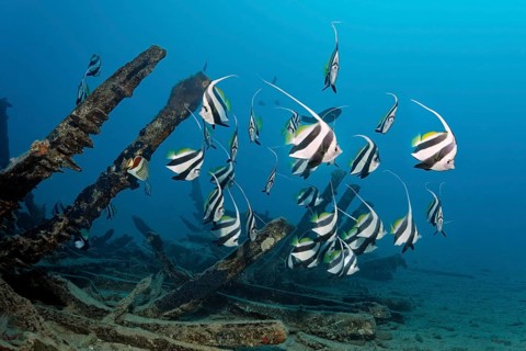 Schooling bannerfish (Heniochus diphreutes) seeks shelter in an old wooden shipwreck, Red Sea, Port