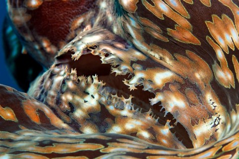 Syphon, mussel meat of the giant clam (Tridacna gigas), Red Sea, Hurghada