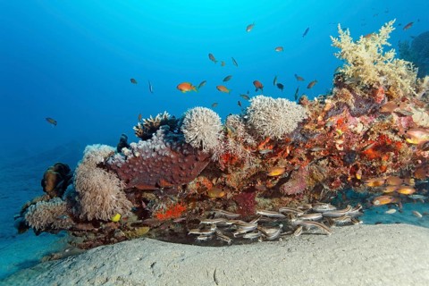 Shoal of striped coral catfish (Plotosus lineatus), hiding under coral reef, Red Sea, Sharm el