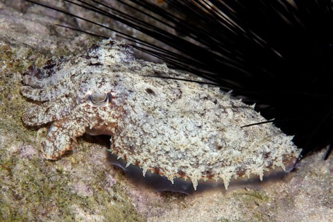 Broad-bodied sepia (Sepia latimanus) lies well camouflaged under sea urchins, Red Sea, Egypt