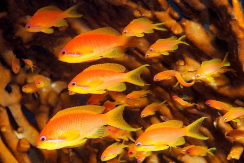 Shoal of red sea bass (Pseudanthias taeniatus) in front of fire coral, Red Sea, Sharm el Sheik,