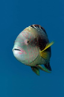 Portrait, Abudjubbe's damselfish (Cheilinus abudjubbe), swimming in blue water, Red Sea, Sharm el