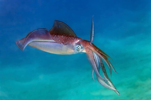 Large fin squid (Sepiotheutis lessoniana), swimming over sandy bottom, Red Sea, Port Safage, Egypt