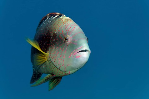 Portrait, Abudjubbe's damselfish (Cheilinus abudjubbe), swimming in blue water, Red Sea, Sharm el