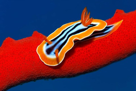 Pyjama nudibranch (Chromodoris quadricolo) crawling over fire sponge (Latrunculia magnifica, Red