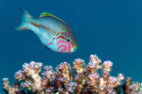 Red Sea Junker (Thalasoma klunzingeri) swimming over stony coral, Red Sea, Sharm el Sheik, Egypt