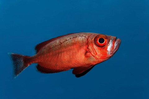 Reef bigeye perch (Priacanthus hamrur) swimming in blue water, Sharm el Sheik, Egypt