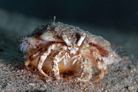 Aniculus retipes (Dardanus sp.) with small anemones on shell, sandy bottom, Red Sea, Sharme el