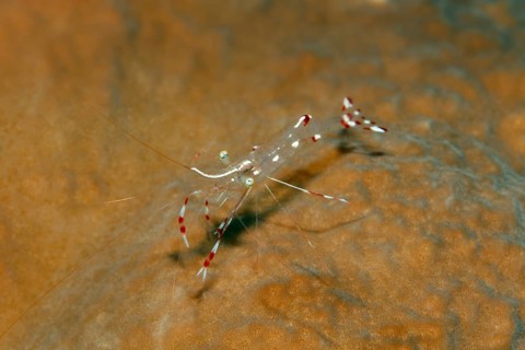 Red Sea partner shrimp (Periclimenes longicarpus) sitting on coral, Red Sea, Sharm el Sheik, Egypt