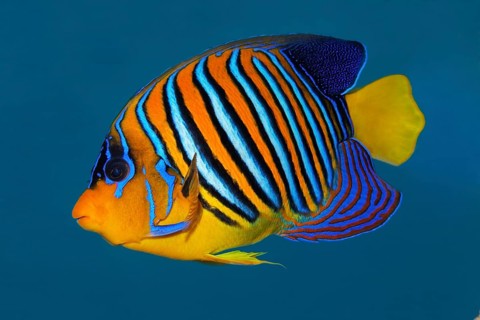 Peacock angelfish (Pygoplites diacanthus) swimming in blue water, Red Sea, Sharm el Sheik, Egypt