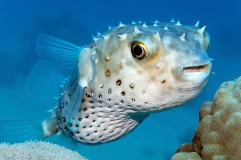 Yellow-spotted hogfish (Cyclichthys spilostylus) swimming over coral reef, Red Sea, Sharm el Sheik,