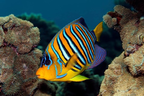 Peacock angelfish (Pygoplites diacanthus) swimming over coral reef with disc anemone (Discosoma