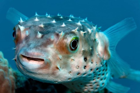 Portrait, Yellow-spotted hogfish (Cyclichthys spilostylus) swimming over coral reef, Red Sea, Sharm