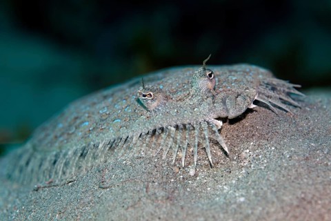 Portrait, panther turbot (Bothus pantherinus), lying on sandy bottom, Red Sea, Egypt