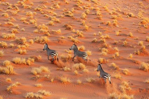 Hartmann's Mountain Zebra (Equus zebra hartmannae). At a sandy plain in the Namib Desert. Aerial