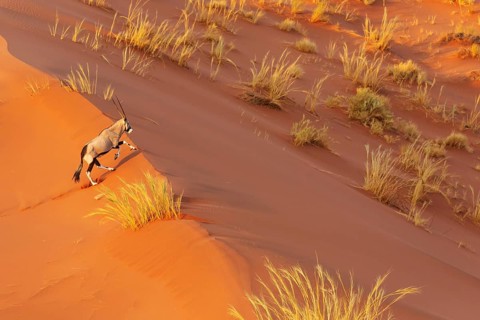 Gemsbok (Oryx gazella). Roaming the dunes of the Namib Desert. Aerial view from a helicopter.