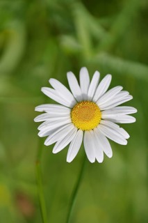 Daisy (Leucanthemum vulgare), flower in a meadow, close-up, macro, Wilnsdorf, North