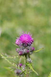 Marsh thistle (Cirsium palustre), flowers, Wilnsdorf, North Rhine-Westphalia, Germany