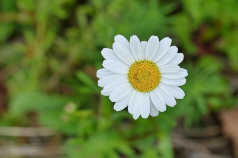 Daisy (Leucanthemum vulgare), flower in a meadow, close-up, macro, Wilnsdorf, North
