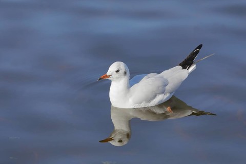 Black-headed gull (Chroicocephalus ridibundus), swimming on the lake, with reflection, Chiemsee,