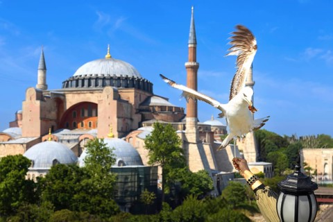 People feeding seagulls near Hagia Ayasofya, Sophia Grand Mosque in Istanbul, Turkey. Marvel of