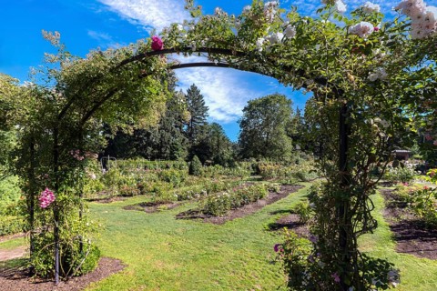 Portland Rose Garden in Washington Park, Oregon