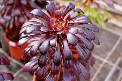 Close up of 'Aeonium Arboreum' succulent with dark purple leaves. Decorative rosette-shaped plant